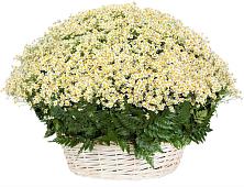 Цветочная композиция из Ромашки в корзине #REPLACE_PRED# Частые